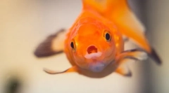 Ochorenie rýb. Liečba a prevencia akvarijných rýb