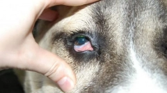 Choroby vo vnútri oka