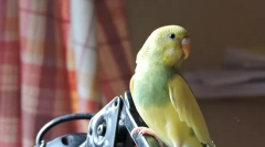 Choroby zvlnených papagájov, príčiny, príznaky a liečby