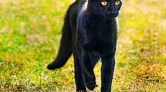 Bombay cat (foto): domov panther v miniatúre