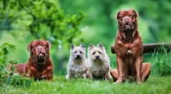 Bordeaux pes: spoľahlivý obranca, veselý spoločník