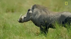 Warthog - divoký kanec s obrovskými tesákmi