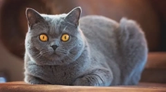 Britská shorthair cat