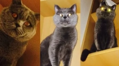 Britská cat lilac farba