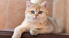 Britská zlatá chinchilla