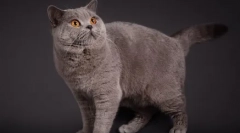 Britské mačky farba modrý bod: normy plemena, starostlivosť a údržba