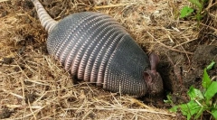 Bremeno - tajomné zvieratá v armor