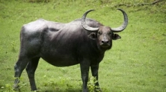 Buffalo ázijské divoké