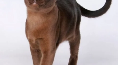 Buman cat (foto): svalné upevnenie s medom očami