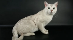 Burmilla - cat breed