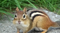 Burunk - popis, funkcie zobrazenia, životný štýl