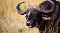 Bulls a budenty eurasia
