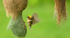 Sú medzi vtákmi stonky