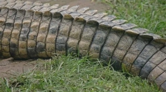 Camy dlhé zvieratá na svete