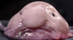 Cams sú škaredé zvieratá na svete