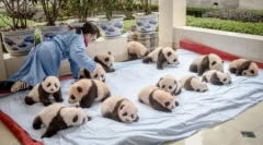 Pandot center v čínskej provincii sichuan (13 fotografií)