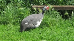 Guinea fowl