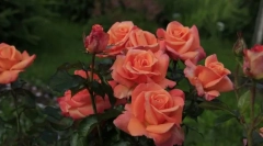 Čajová hybridná ruže