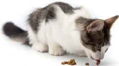 Často kladené otázky o mačkách