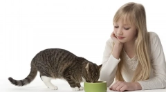 Časté otázky týkajúce sa kŕmnych mačiek