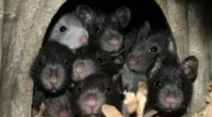 Čo sa nepáči a nebojte sa potkany a myši?