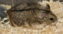 Aké hlodavce sú chorí?