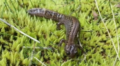 Čo je zaujímavé pre sibírsky kútik?