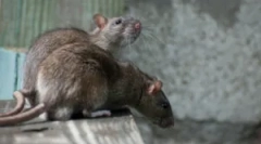 Čo sa potkany líšia od myší?