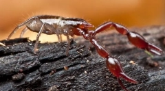 Ako falsecorpons sa líšia od škorpiónov?