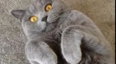 Čo je nebezpečný mikroorganizmus toxoplasma pre človeka?