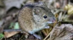 Než nebezpečné pre mužskú myš?