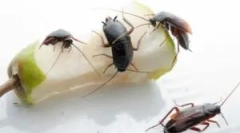 Čo sú nebezpečné a škodlivé šváby?