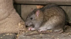 Než nebezpečné potkany pre človeka?