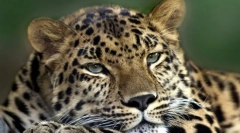 Aký je rozdiel medzi výskytom obojsmerných symetrických zvierat zo zvierat s radiálnou symetriou tela?