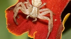 Ktoré pavúky sa líšia od hmyzu?