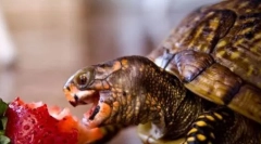 Čo si podáva korytnačky?