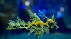 Ako pozoruhodný morský drak?