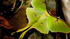 Ako muži pavlin-eyed mesiaca sa líšia od samíc?