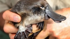 Ako úžasné v smere hodinových ručičiek?