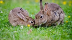 Ako zajac sa líši od svojho králika?
