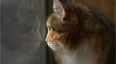 Čo robia mačky, keď zostanú doma?