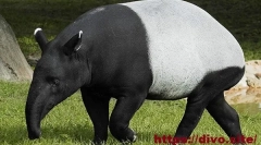 Kapusta tapir