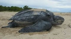 Kožená korytnačka