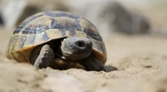 Stredomorská korytnačka