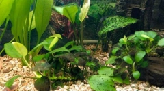 Čierne brady útoky, alebo problém hnedých rias v akváriu