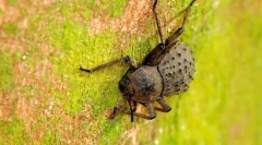 Blackwood island fregate