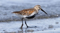 Chernoobik (baltské poddruhy)