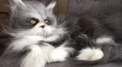 Cat cast: typy a účel