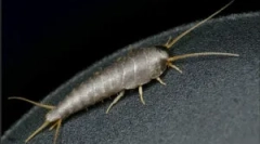 Rappy: kto je a čo je nebezpečné