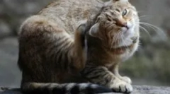 Svrab a lešenia kliešte